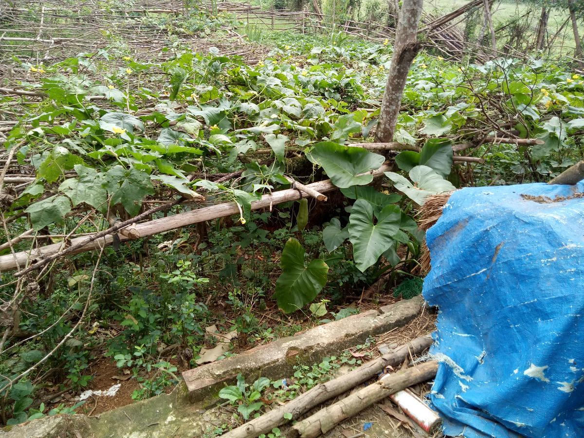 Phong Nha Rice Field Homestay Экстерьер фото