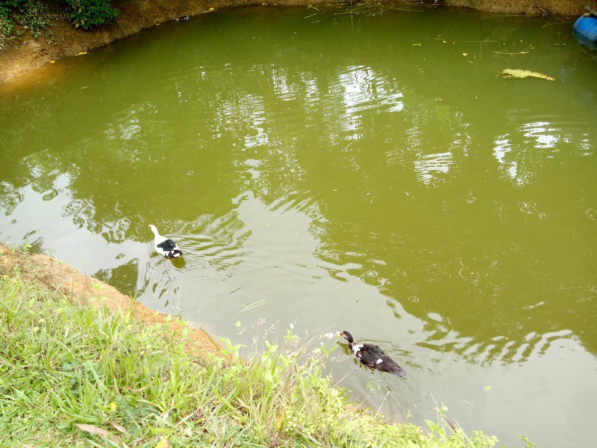 Phong Nha Rice Field Homestay Экстерьер фото