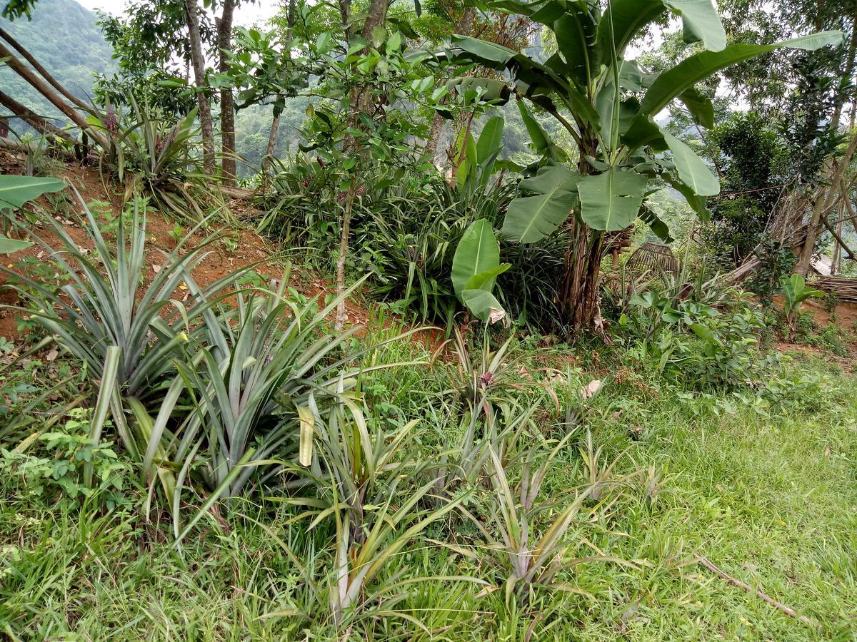 Phong Nha Rice Field Homestay Экстерьер фото