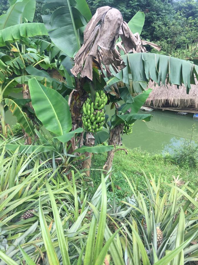 Phong Nha Rice Field Homestay Экстерьер фото