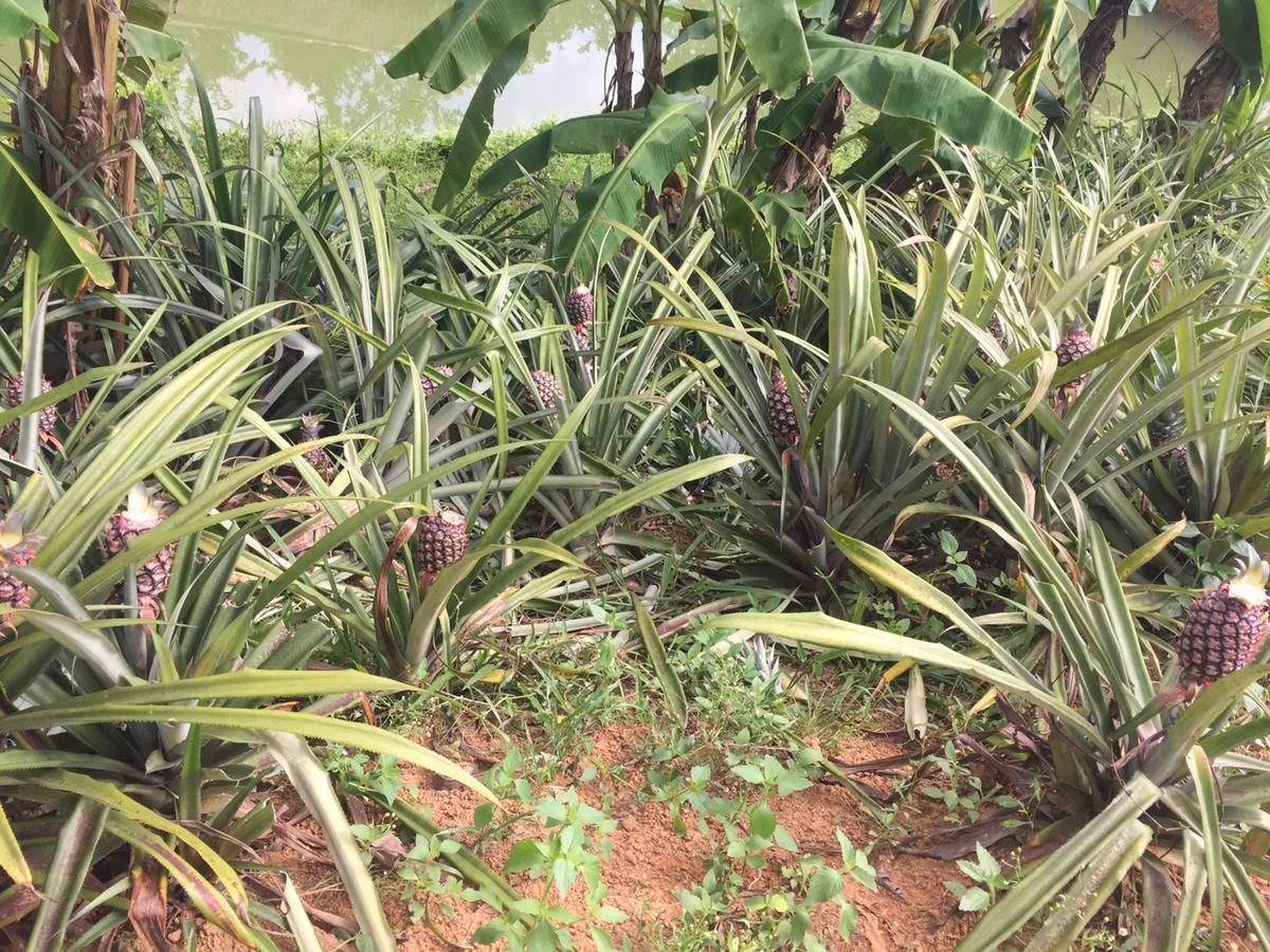Phong Nha Rice Field Homestay Экстерьер фото